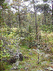 saari0007P.gif