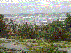 saari0008.gif